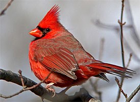 northern_cardinal_glamour