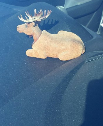 only-caribou-im-likely-to-see