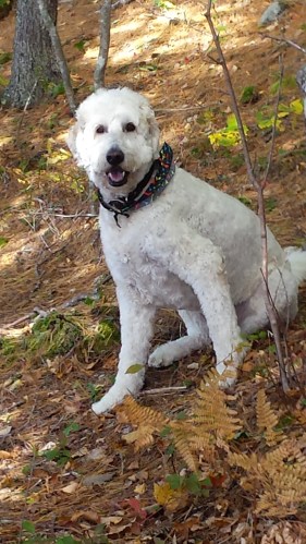 Laddie at home at Church Lake